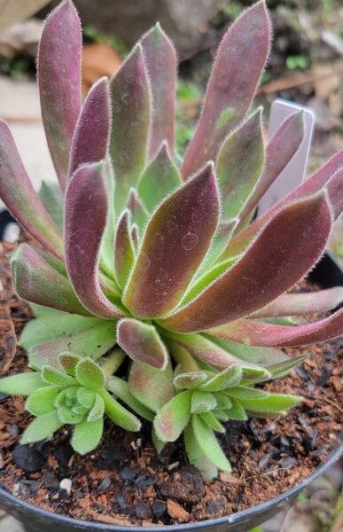 センペルビウム子供ランナー苗セット 多肉植物