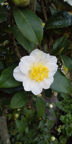 ☆侘び助(椿の一種)の苗木 3本!(20cm〜25cm 根含む)