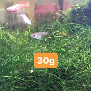 無農薬 ウィローモス 30g 水草