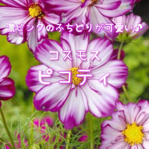 【ピコティのタネ】80粒 種子 種 コスモス 秋桜 花 切り花にも