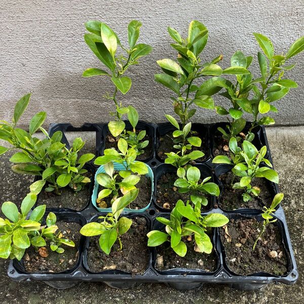 ポンカン 苗木 抜き苗 2本