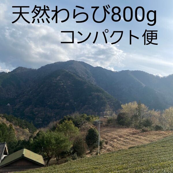 静岡県産 天然わらび 800gちょっと多めでコンパクト便いっぱ詰めます
