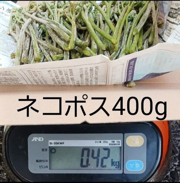 静岡県産 天然わらび 400g ネコポス 即日発送!