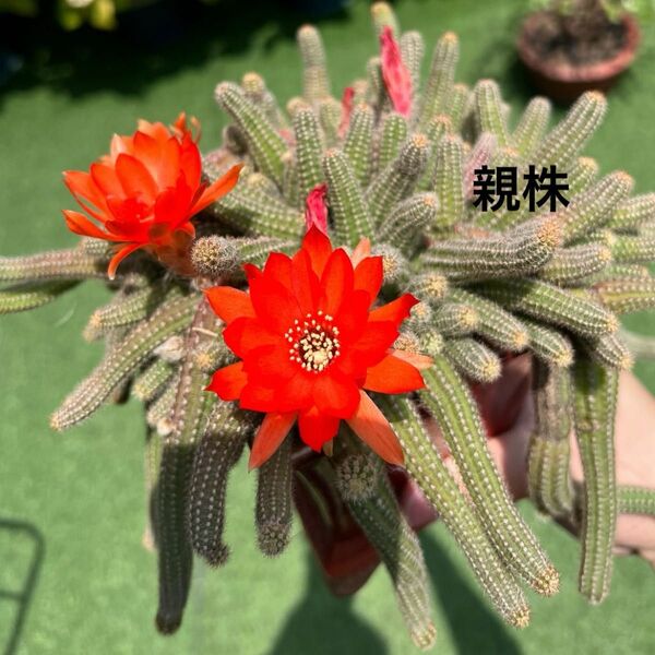 白檀10本 サボテン 多肉植物