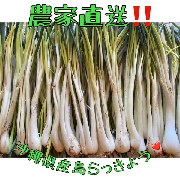 値下げ中 島らっきょう 沖縄県産 農家直送 新鮮 500g