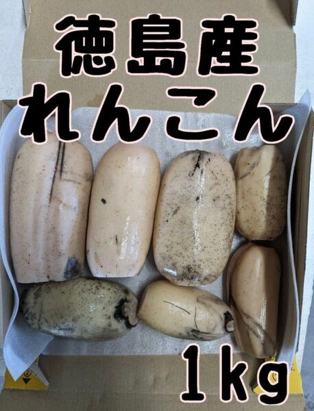 徳島県産れんこん 1kg