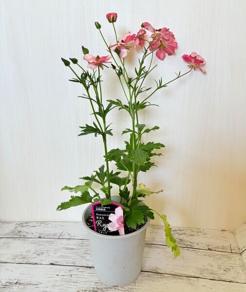 ラナンキュラス ラックス リキュア 5寸鉢ごと 苗 植物