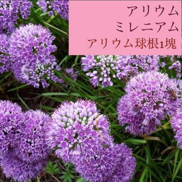 レア品種 アリウムミレニアム 1株