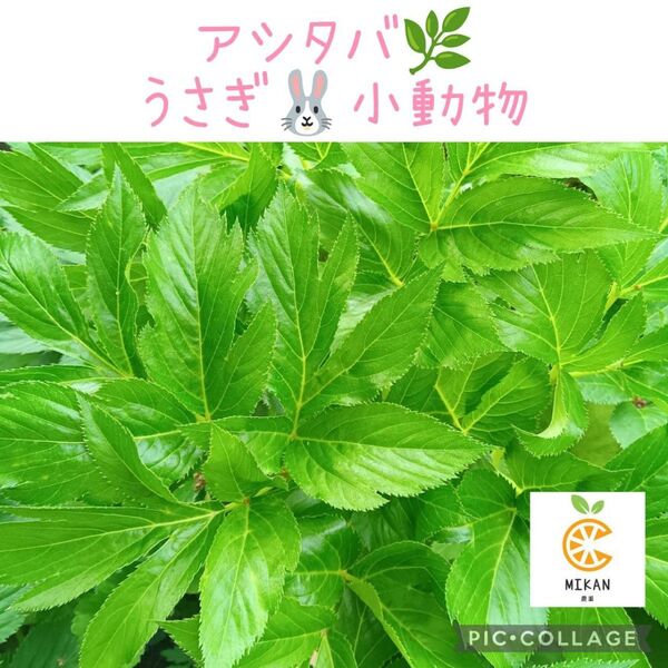 明日葉 ネコポス一杯 うさぎ 小動物