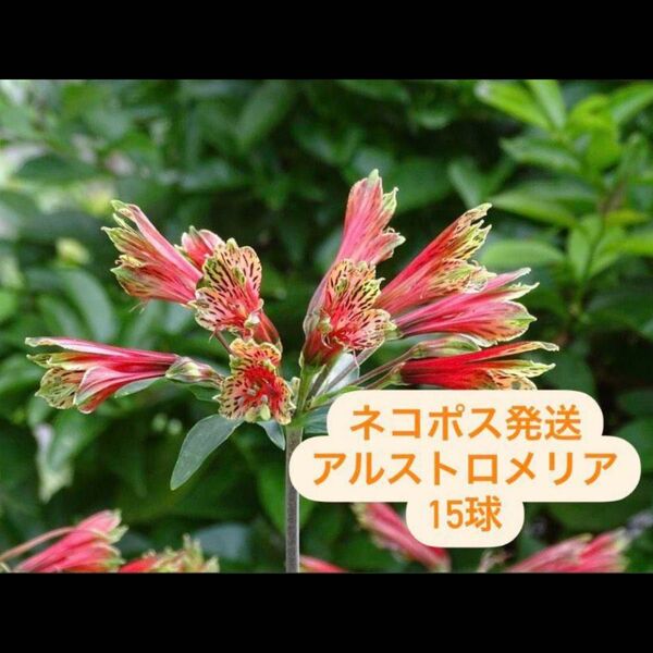 アルストロメリア プルケラ 赤花 15球根