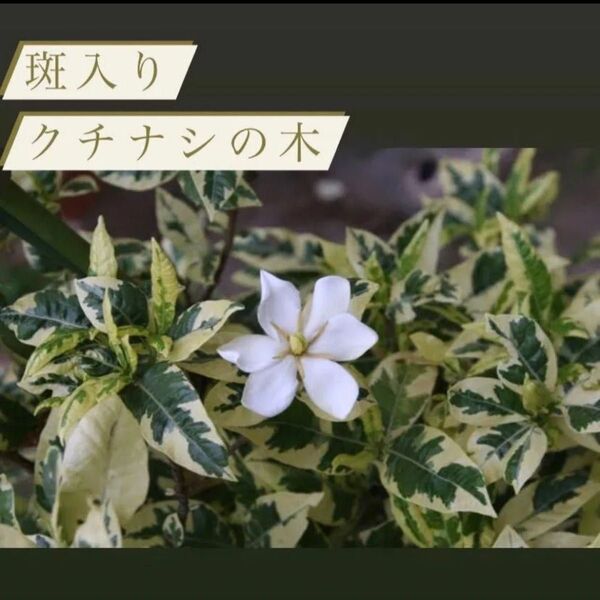 斑入りクチナシ 苗