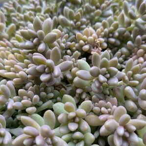 多肉植物 カット苗 姫秋麗 とても強く、よく増えます。