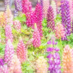 ルピナス混合 種80粒以上 花壇・鉢植えに人気!