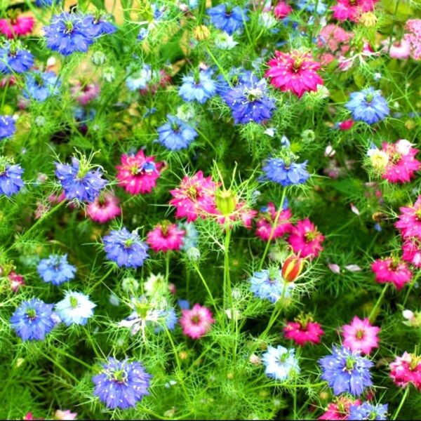 カラフルで幻想的な花畑に 種子300粒超(ミックスカラー)