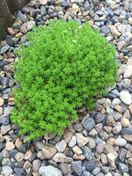 多肉植物 セダム モリムラマンネンソウ