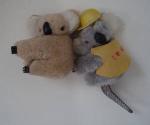  rare! Australia earth production *... Chan type koala soft toy doll *2 body set 