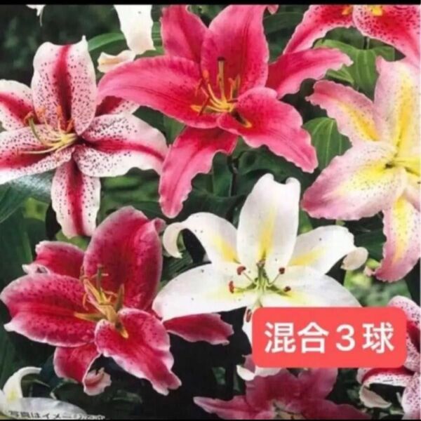 オリエンタル百合 オリエンタルリリー 球根 3種3球