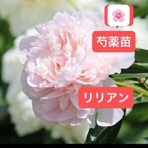芍薬 苗 リリアン 一株 【ポットごと】