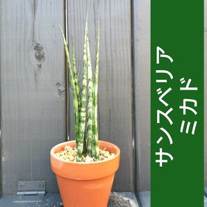 サンスベリア ミカド6本 オリジナル配合土付き 抜き苗 匿名配送