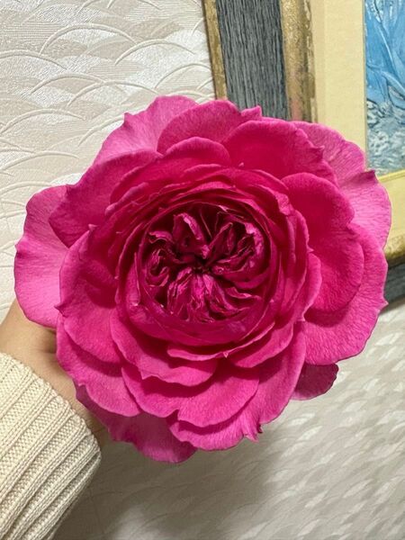 激レア バラ苗 四季咲き 購入前にコメントください