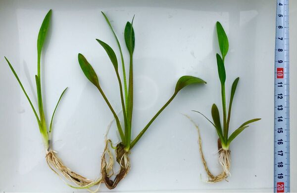 ナガバオモダカ 1 株 (無農薬)