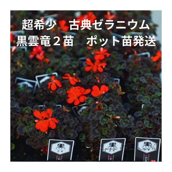 古典ゼラニウム:黒雲竜(3号)超希少品種 花苗 珍しい ゼラニウム