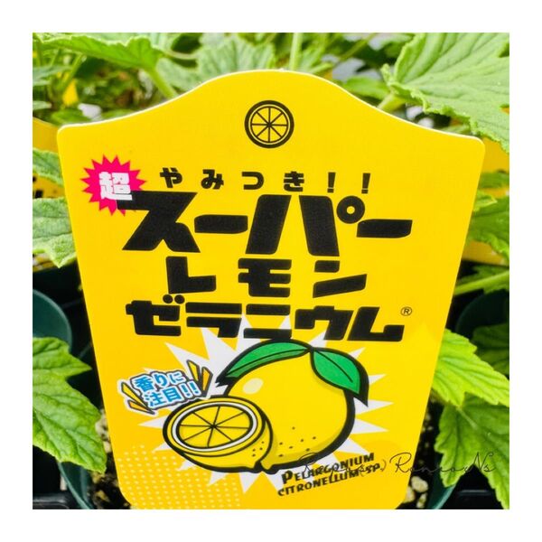 ゼラニウム シトロネルム:スーパーレモン(3.5号)希少品種 虫よけ ハーブ