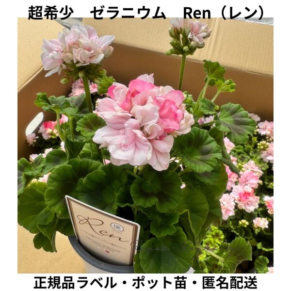 ゼラニウム:Ren〈レン〉(4号)希少品種 花苗 珍しい ゼラニウム 花苗 人気