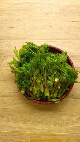 コシアブラ天然長野県産200g
