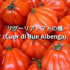 リグーリアトマトの種(Cuor di Bue Albenga)