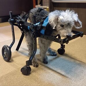 犬用車椅子 車いす 歩行器 4輪 小型 中型 ペット リハビリ 介護 老犬 M