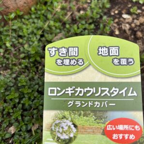 【ロンギカウリスタイム】画像の抜き苗を送ります☆グランドカバー☆地面を覆う速度がクリーピングタイムよりも早いので広い場所に☆