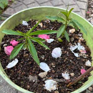 【しだれハナモモ】実生苗☆1苗☆状態のいい苗から発送致します☆