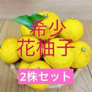 花柚子苗 抜き苗2株セット 2年目 葉焼けや虫食い有り