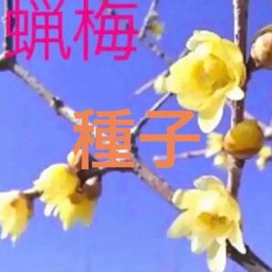 蝋梅の種子45粒