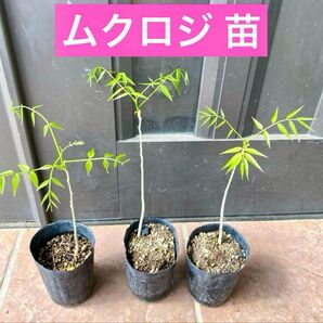 ムクロジ 抜き苗 2年目 1株