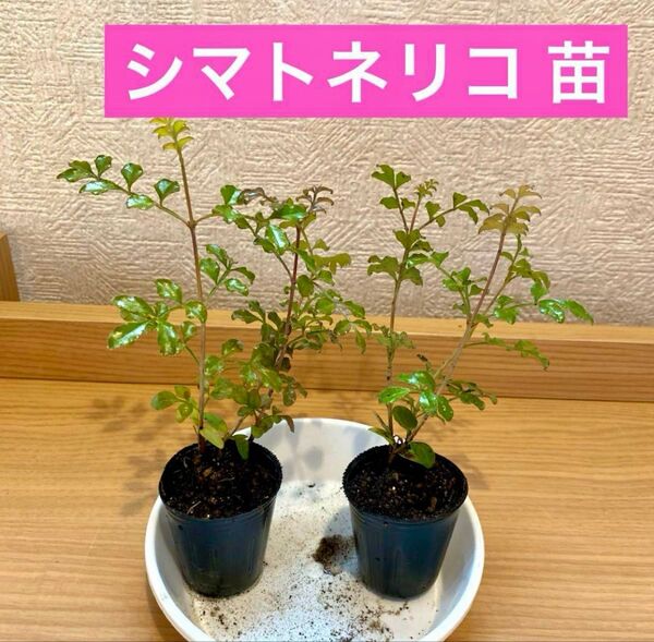 シマトネリコ 苗4cmポット入り 3株セット