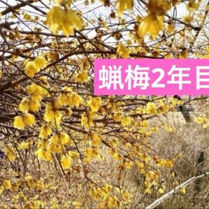 蝋梅ロウバイ 苗 抜き苗1株 品種不明 2年目