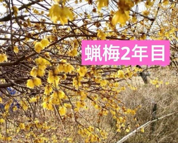 蝋梅ロウバイ 苗4cmポット入り1株 品種不明 2年目