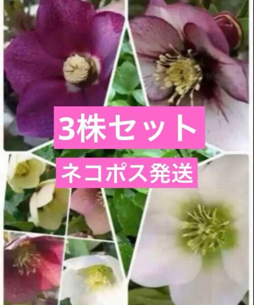 クリスマスローズ苗 抜き苗3株セット 現品