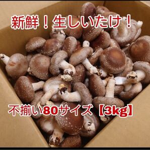 新鮮生しいたけ不揃い【3kg】静岡県産80サイズ