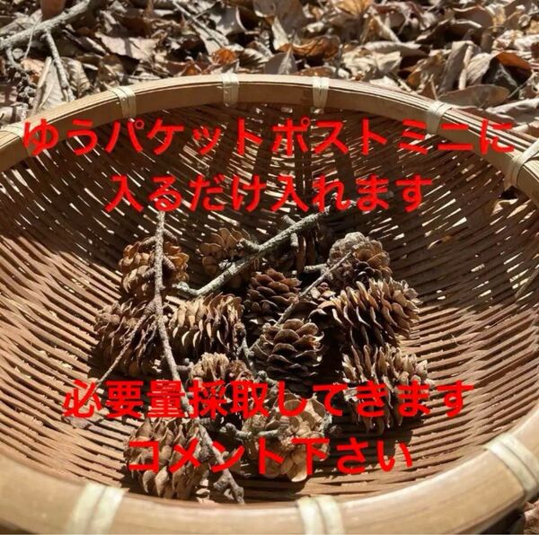 松ぼっくり カラマツ 20〜30個