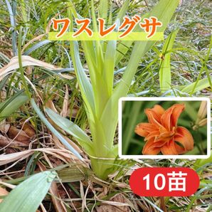 ワスレグサ 大株10苗セット