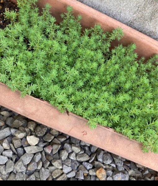 無農薬 多肉植物 パリセダム 50本 少し多め!