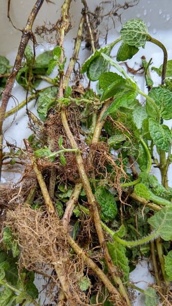 アップルミント茎根苗30本