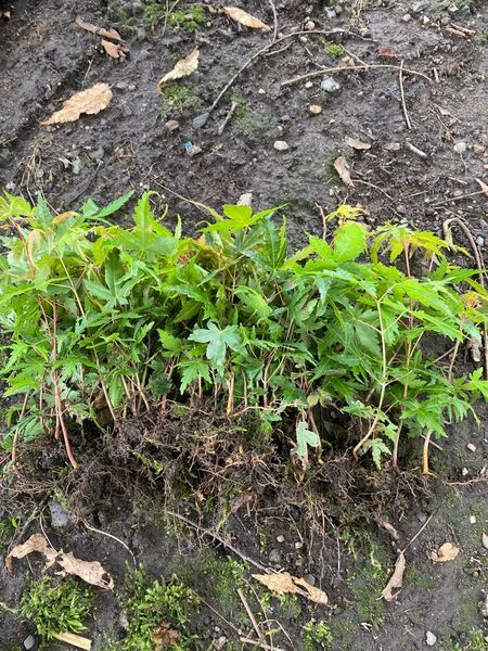 モミジ苗20本