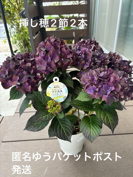 紫陽花 マジカル チョコレート 挿し穂2節2本 発根ありません 匿名発送