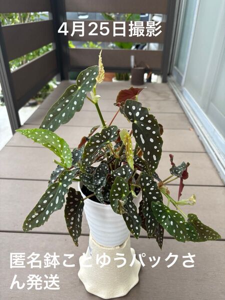 木立ベゴニア ベゴニアマクラータ 4号鉢 鉢ことゆうパック発送