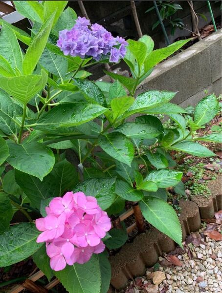 紫陽花 1株 根付き 抜き苗 ゆうパケットポスト発送