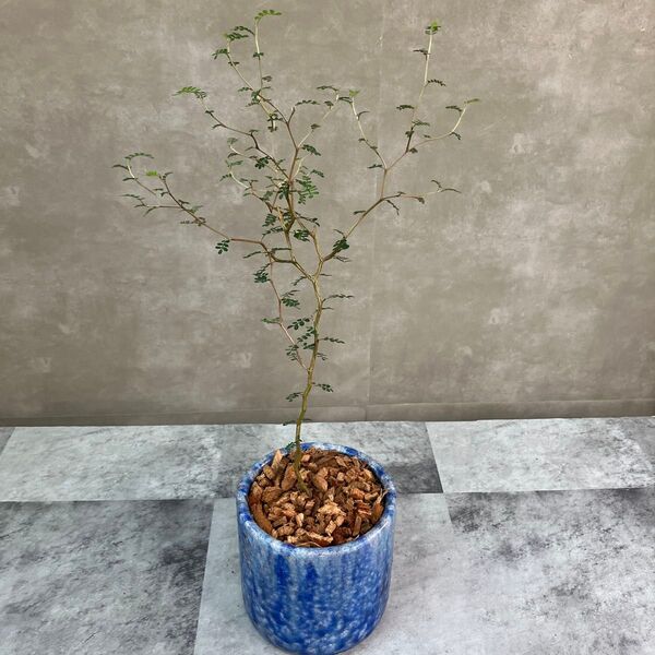 ソフォラリトルベビー 鉢植え